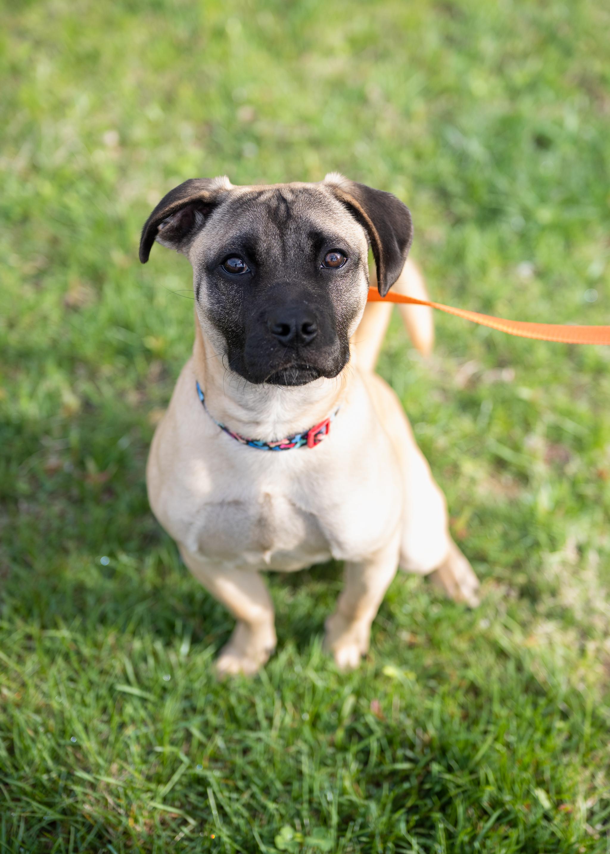 Enlarge Rocky, a ADOPTABLE mixed breed in Berryville, VA image 1/3