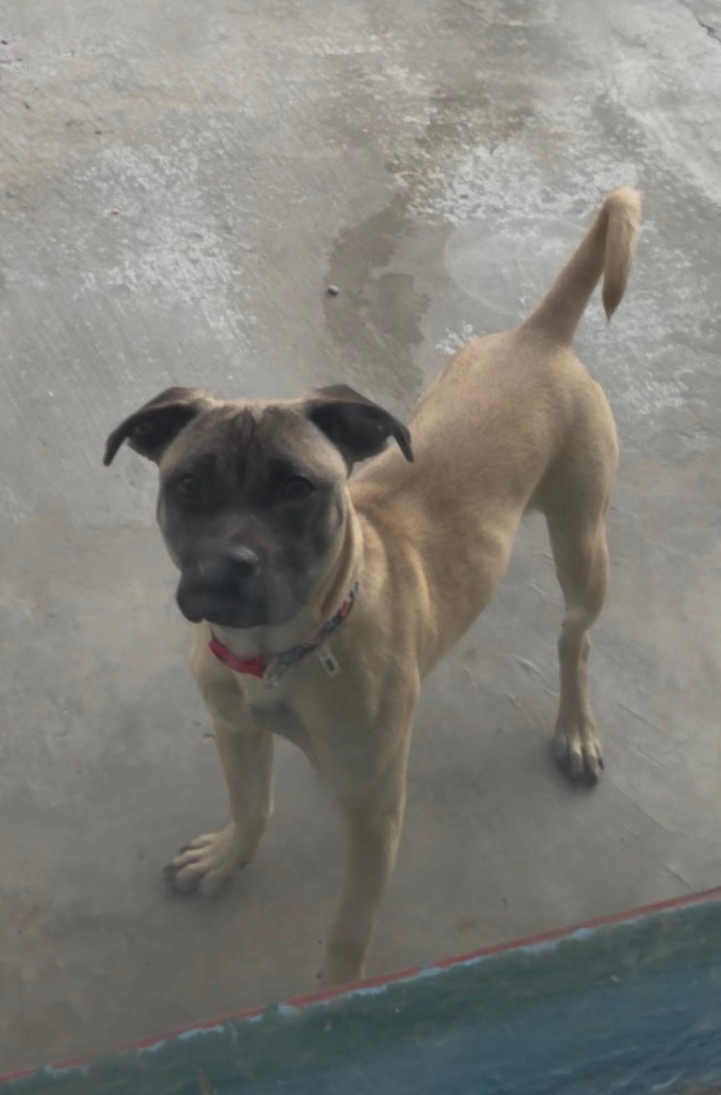 Enlarge Rocky, a ADOPTABLE mixed breed in Berryville, VA image 3/3