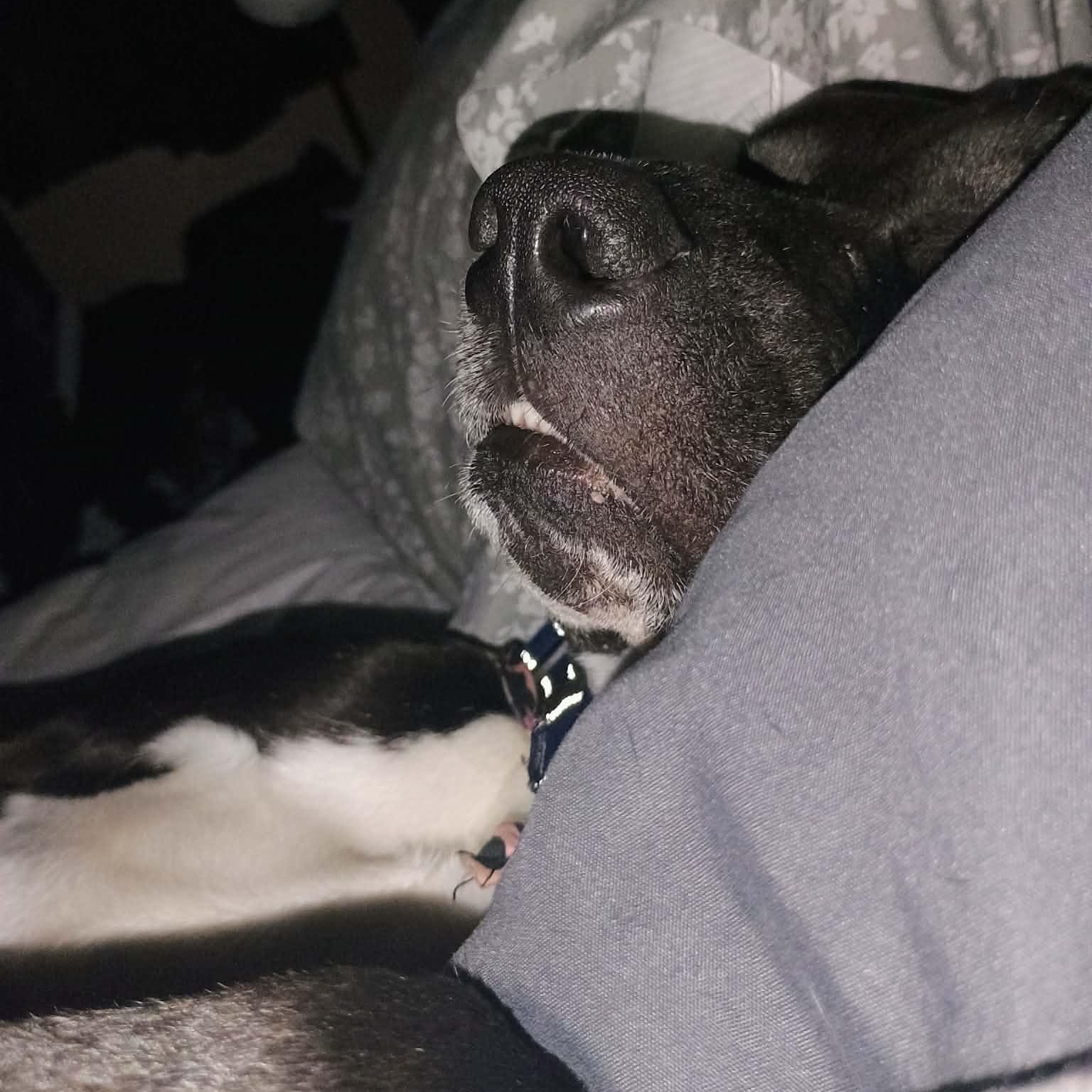 Enlarge Axol, a ADOPTABLE mixed breed in Rochester, NY image 3/4