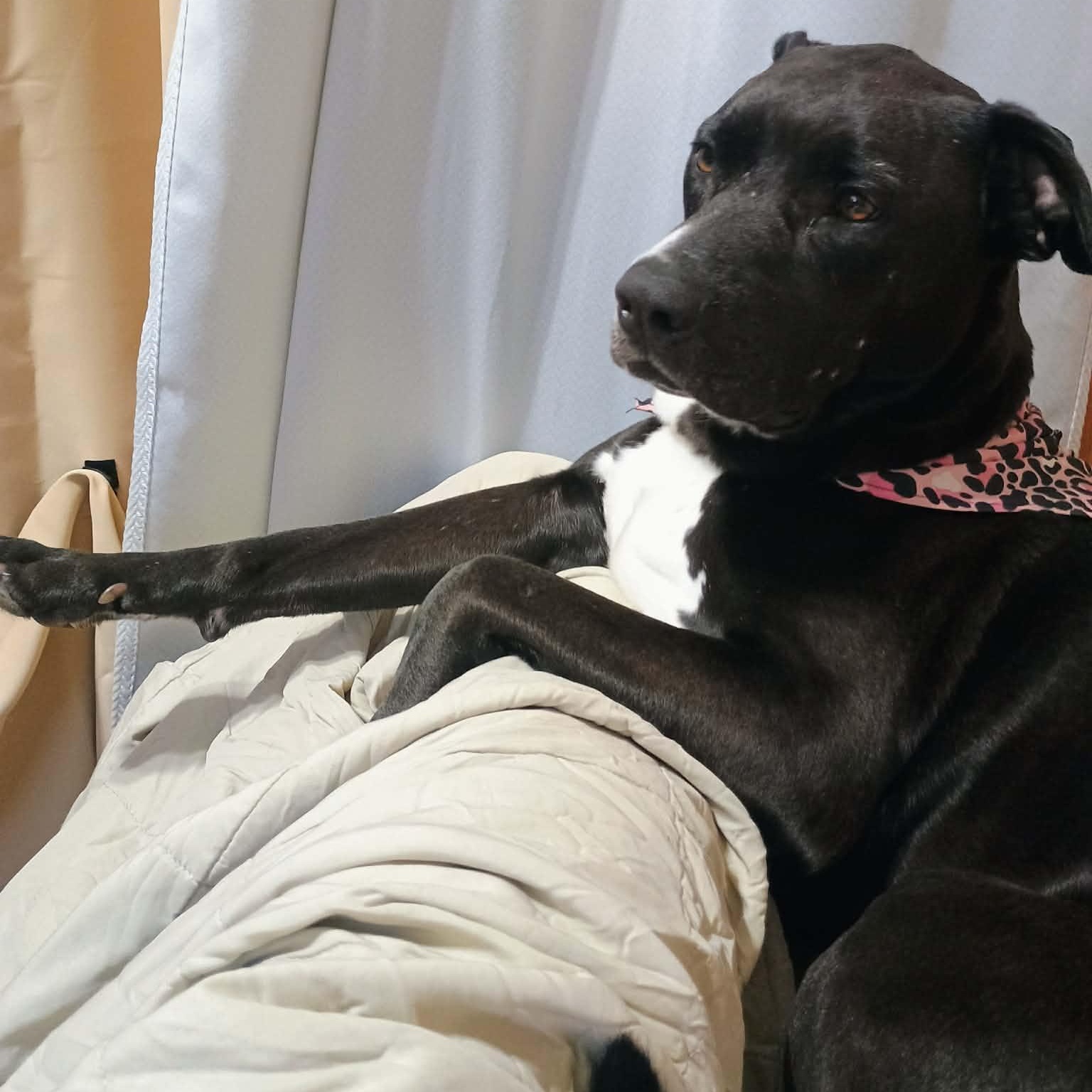 Enlarge Axol, a ADOPTABLE mixed breed in Rochester, NY image 1/4