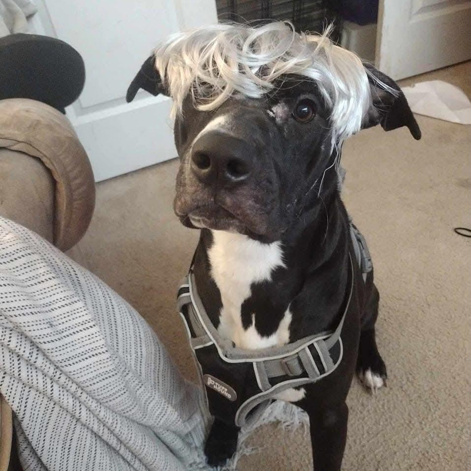 Enlarge Axol, a ADOPTABLE mixed breed in Rochester, NY image 2/4