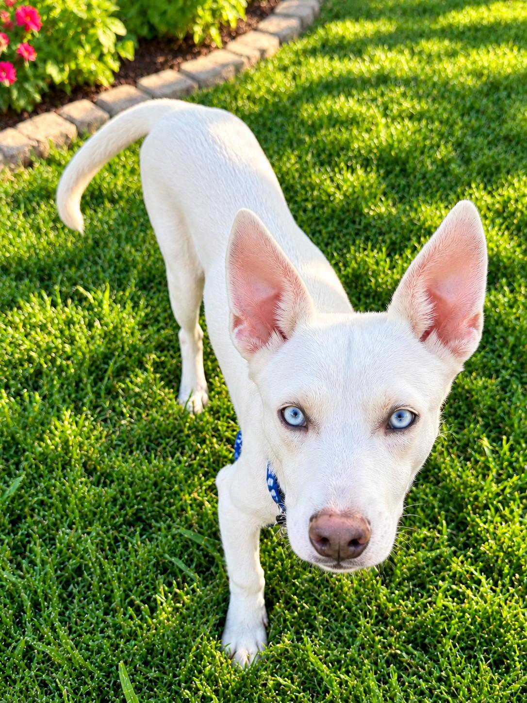 Enlarge Tadd, a Adoptable mixed breed in Pittsburgh, PA image 4/6