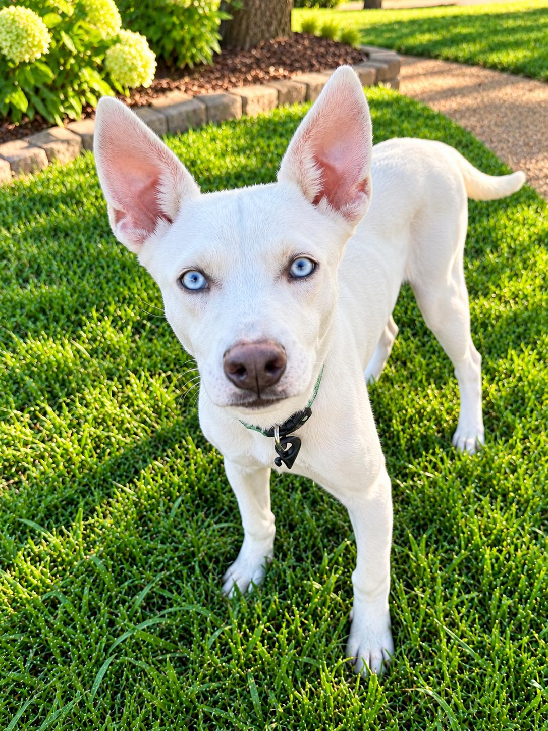 Enlarge Tadd, a Adoptable mixed breed in Pittsburgh, PA image 3/6