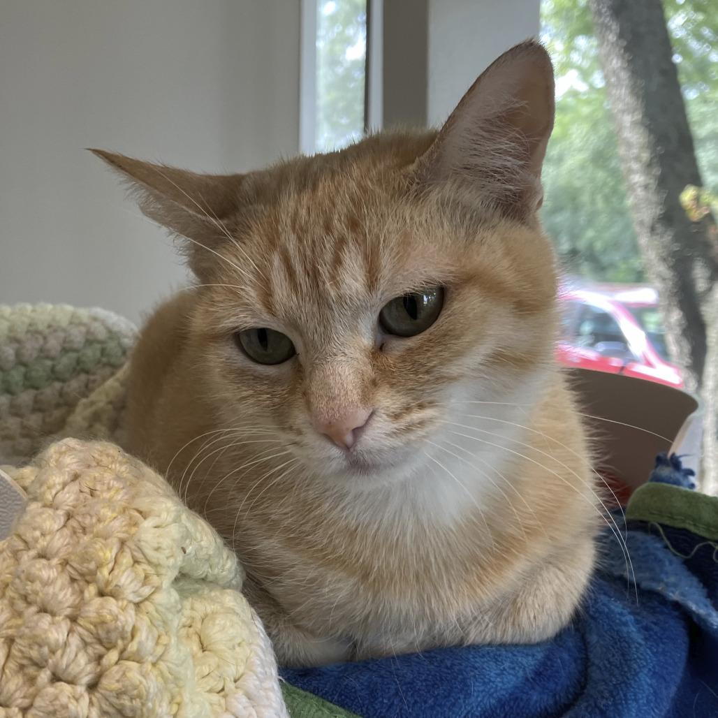 Enlarge Brandy, a Adoptable Domestic Short Hair in Oak Park, IL image 1/5