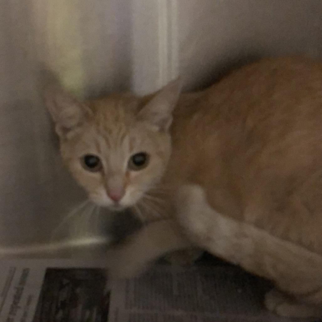Enlarge Brandy, a Adoptable Domestic Short Hair in Oak Park, IL image 2/5