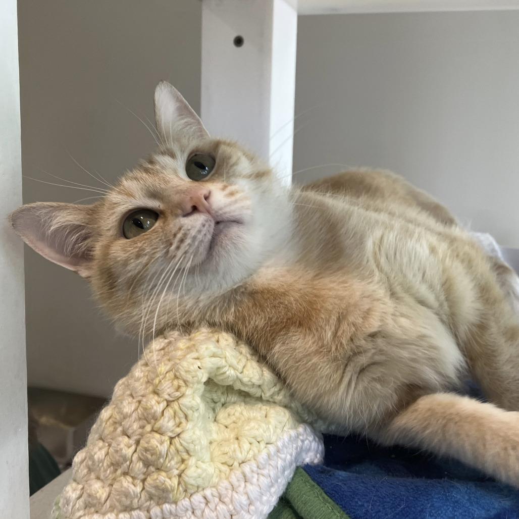 Enlarge Brandy, a Adoptable Domestic Short Hair in Oak Park, IL image 3/5