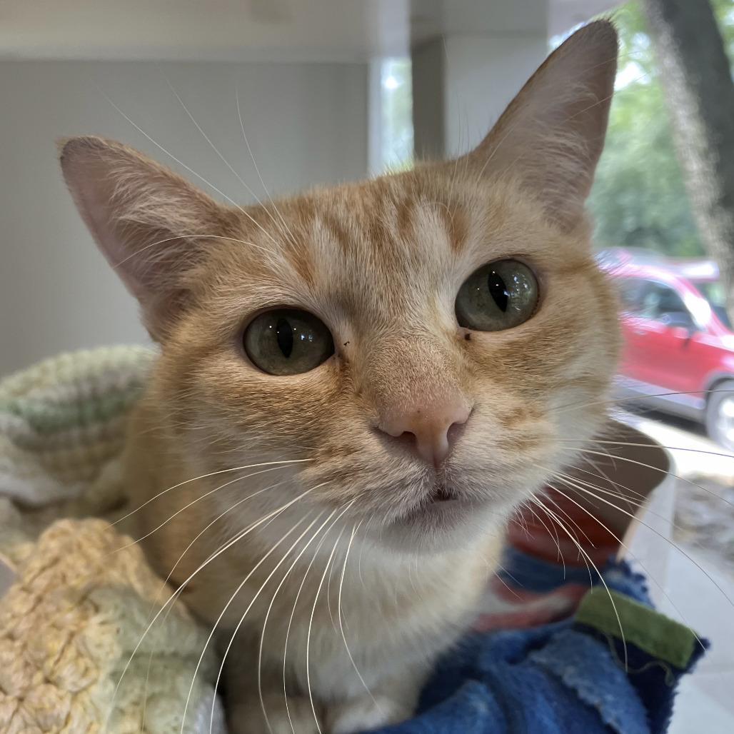Enlarge Brandy, a Adoptable Domestic Short Hair in Oak Park, IL image 4/5
