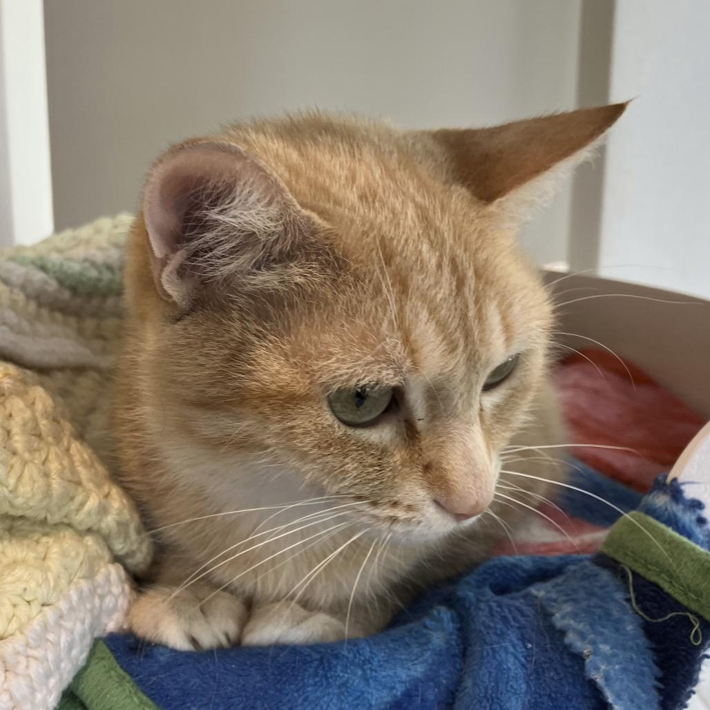 Enlarge Brandy, a Adoptable Domestic Short Hair in Oak Park, IL image 5/5