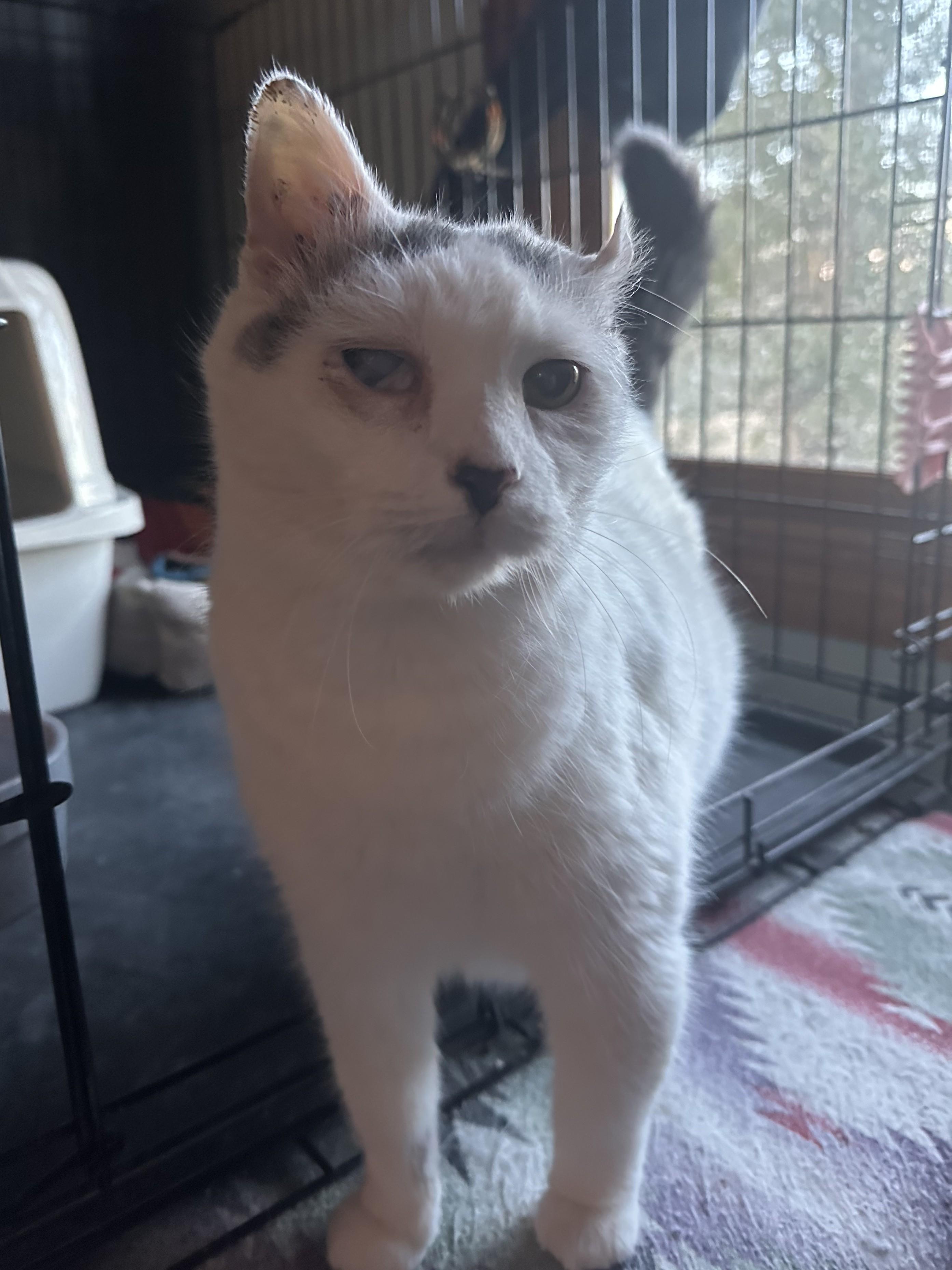 Annie, ADOPTABLE, Senior Female Turkish Van.