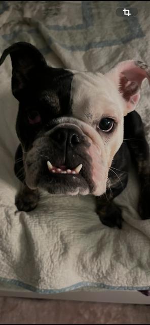 Winnie, Adoptable, Young Female American Bulldog.