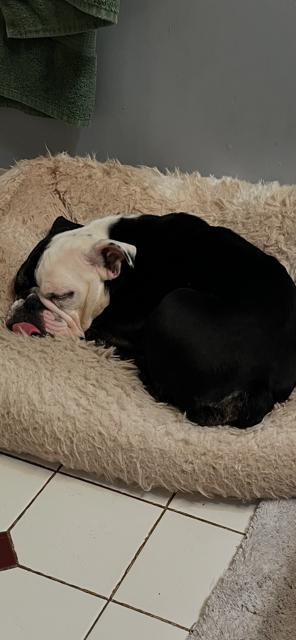 Winnie, Adoptable, Young Female American Bulldog.