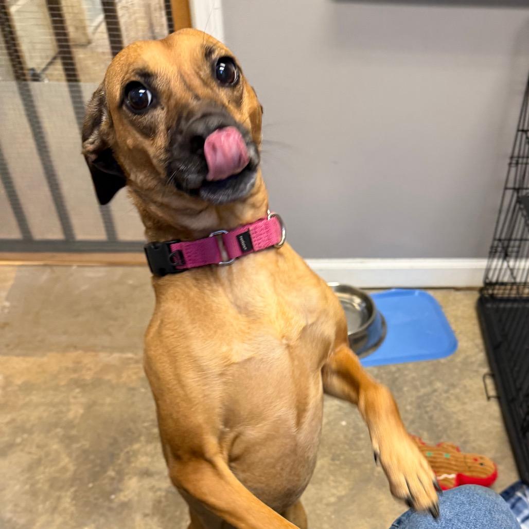 Enlarge Riley, a Adoptable Hound in Knoxville, TN image 1/1