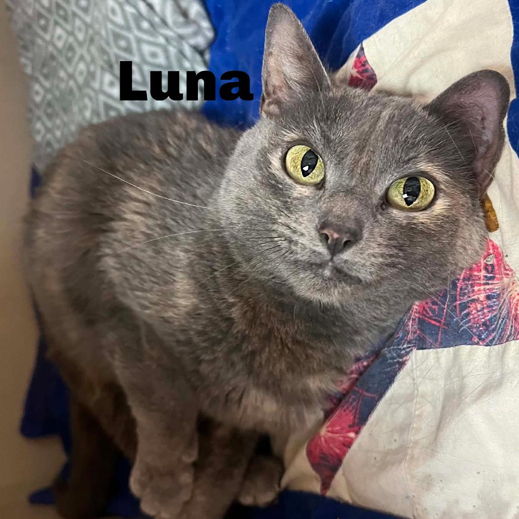 Enlarge Luna 260661, a Adoptable Domestic Short Hair in Escanaba, MI image 1/2