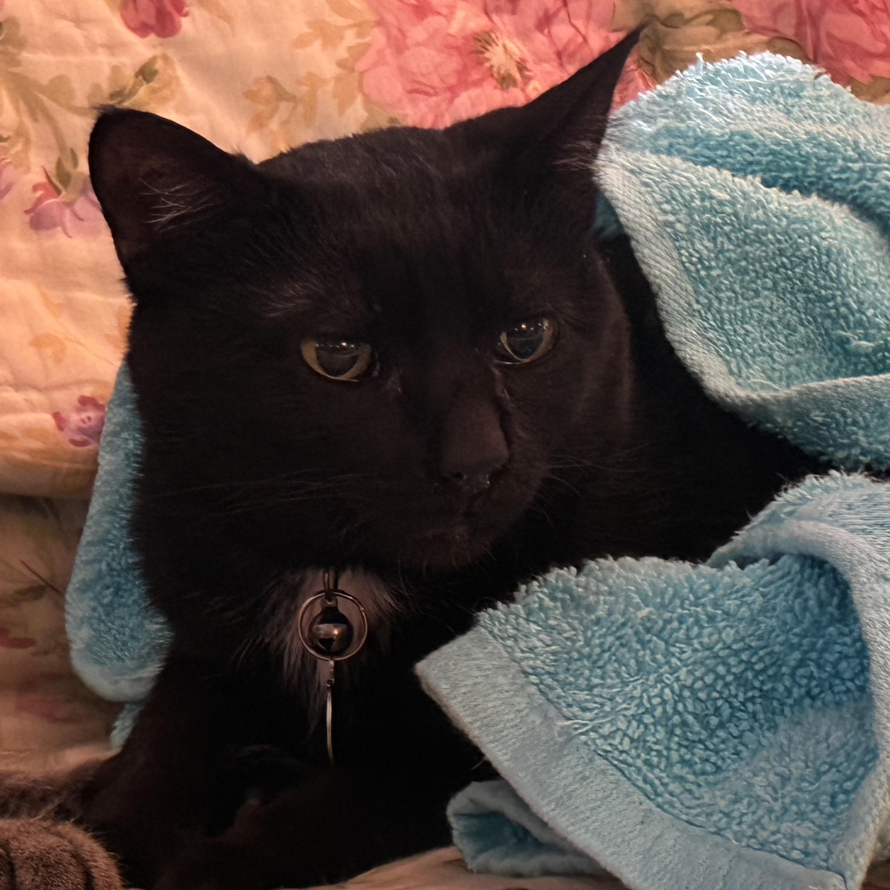 Enlarge Papa Sumi, a ADOPTABLE Domestic Short Hair in Upper Sandusky, OH image 3/3