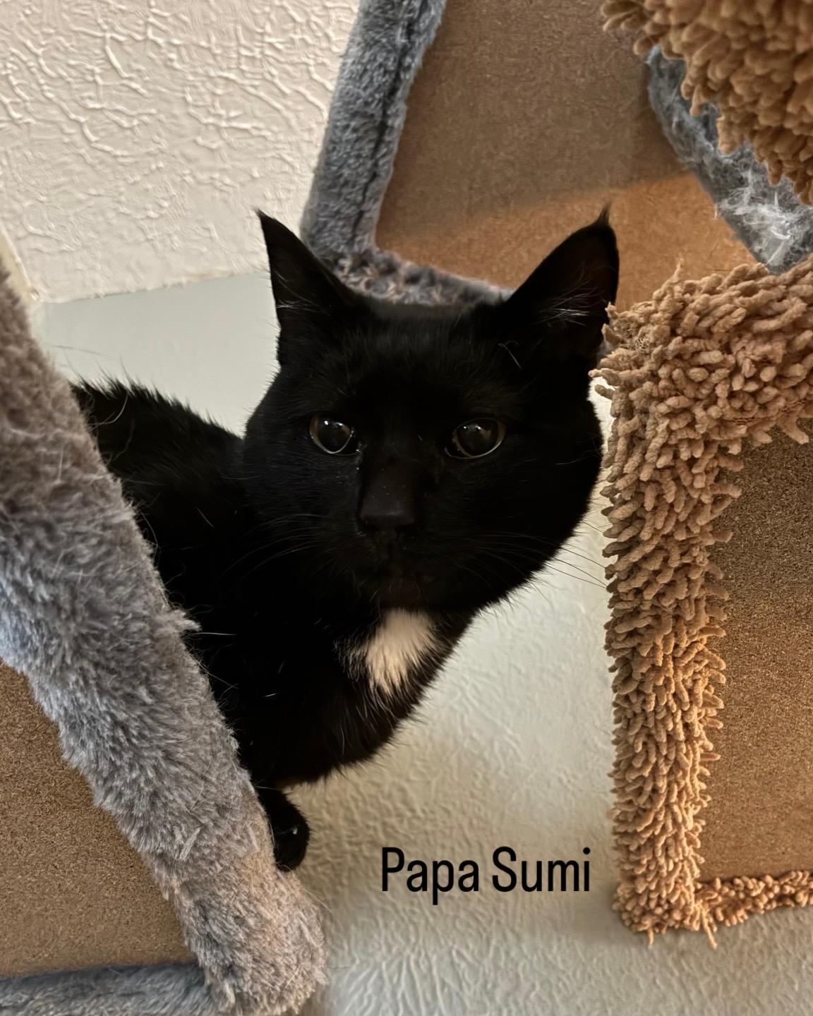 Papa Sumi, ADOPTABLE, Adult Male Domestic Short Hair.