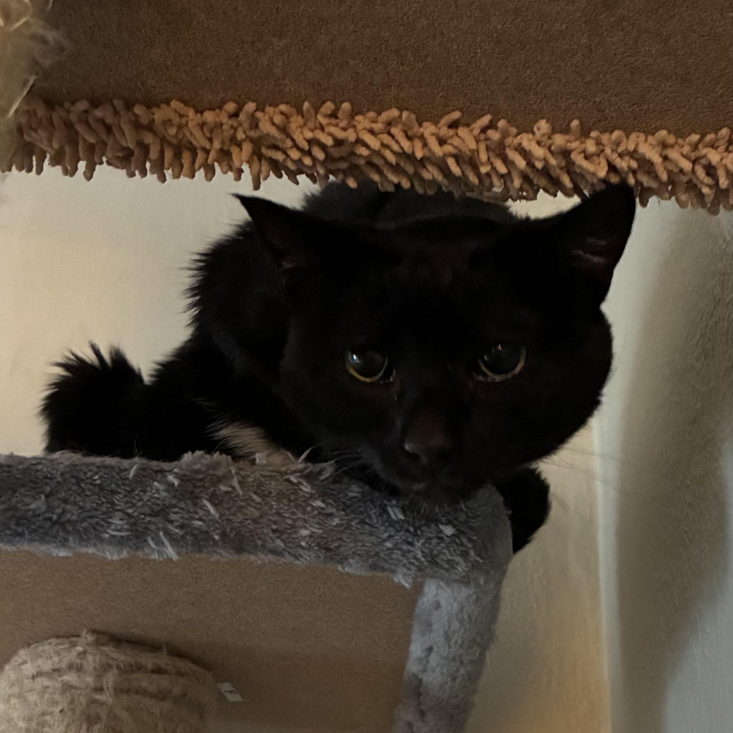 Enlarge Papa Sumi, a ADOPTABLE Domestic Short Hair in Upper Sandusky, OH image 2/3