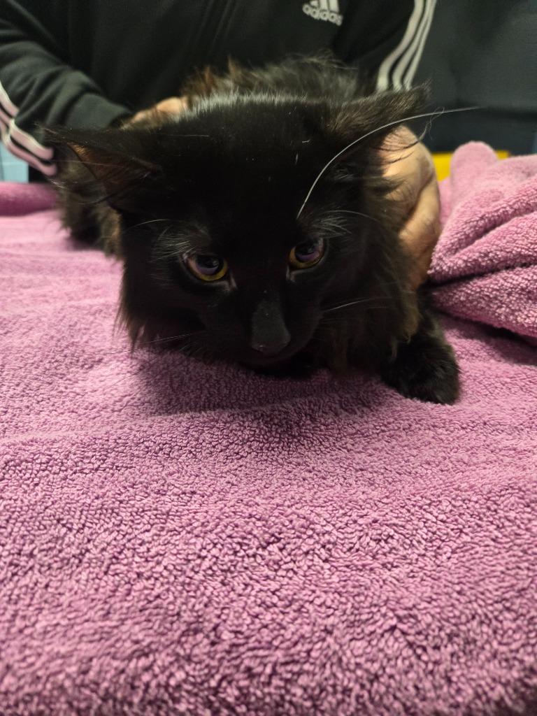 Fuzzy McFluff, a Adoptable mixed breed in Detroit, MI image 1/2