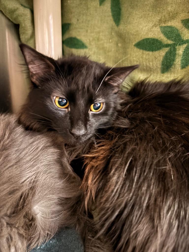 Fuzzy McFluff, a Adoptable mixed breed in Detroit, MI image 2/2