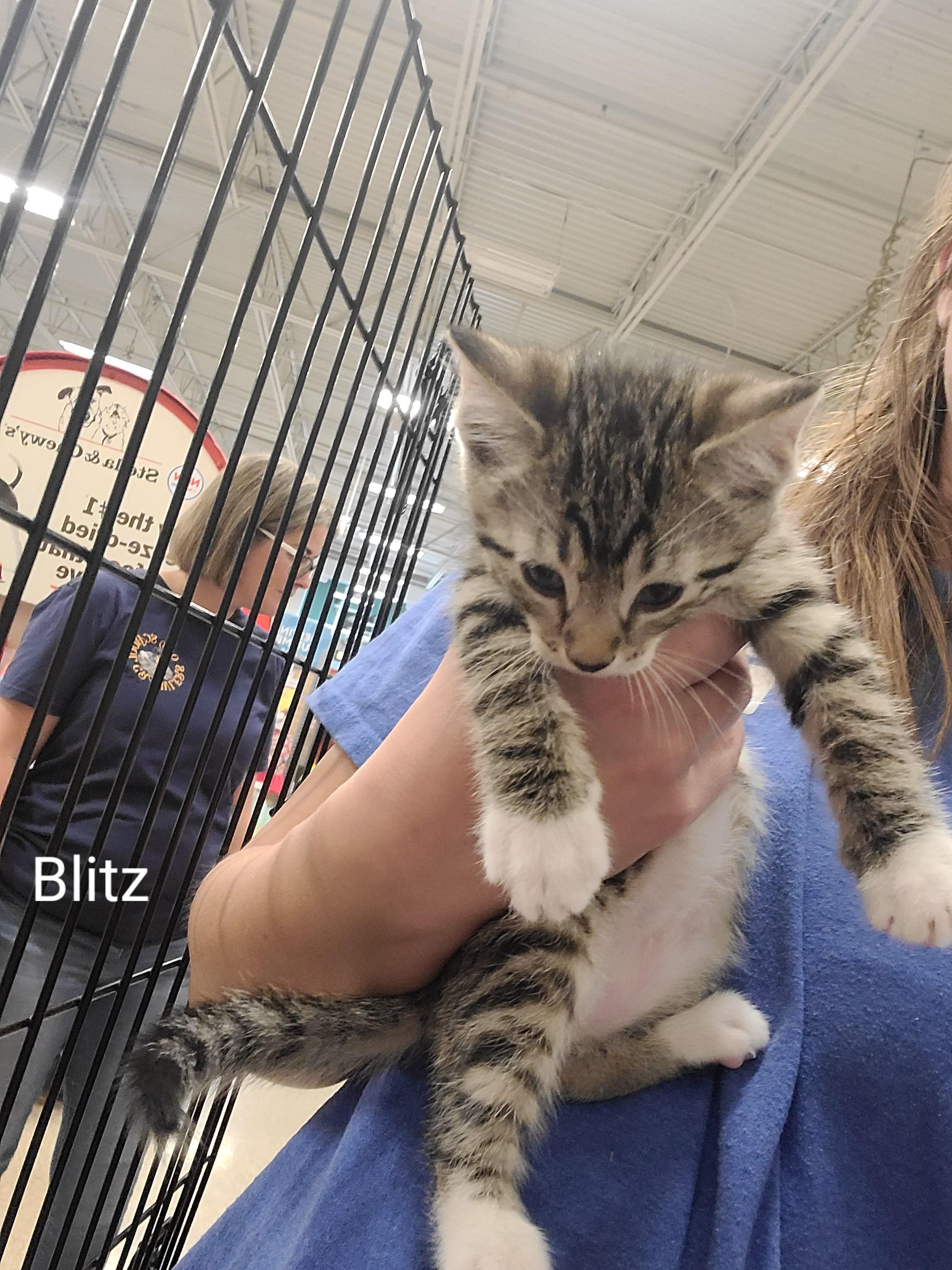 Enlarge Blitz, a Adoptable Domestic Short Hair in Gerrardstown, WV image 1/1