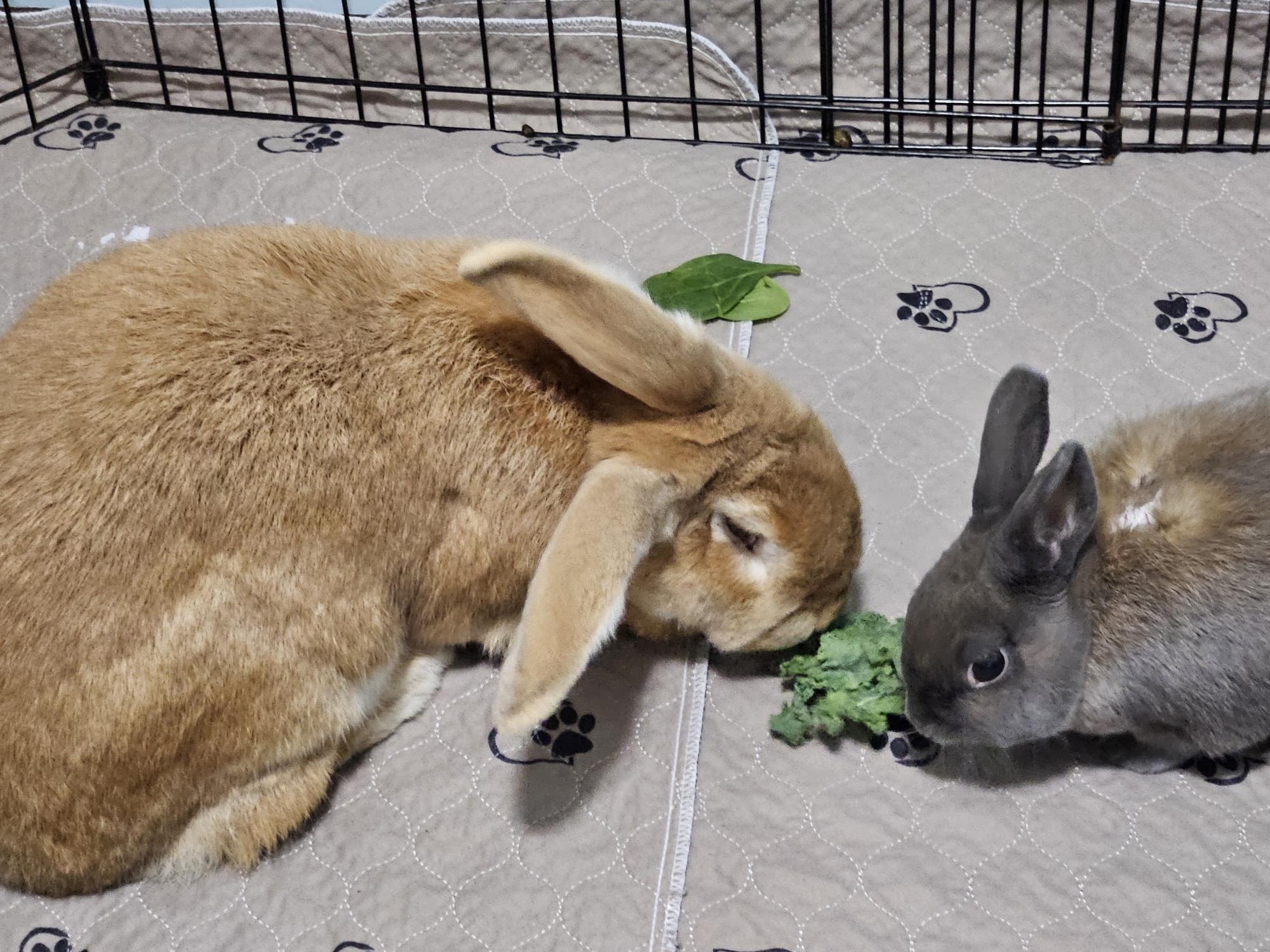 JJ & Willa, a Adoptable Flemish Giant in Edina, MN image 1/3
