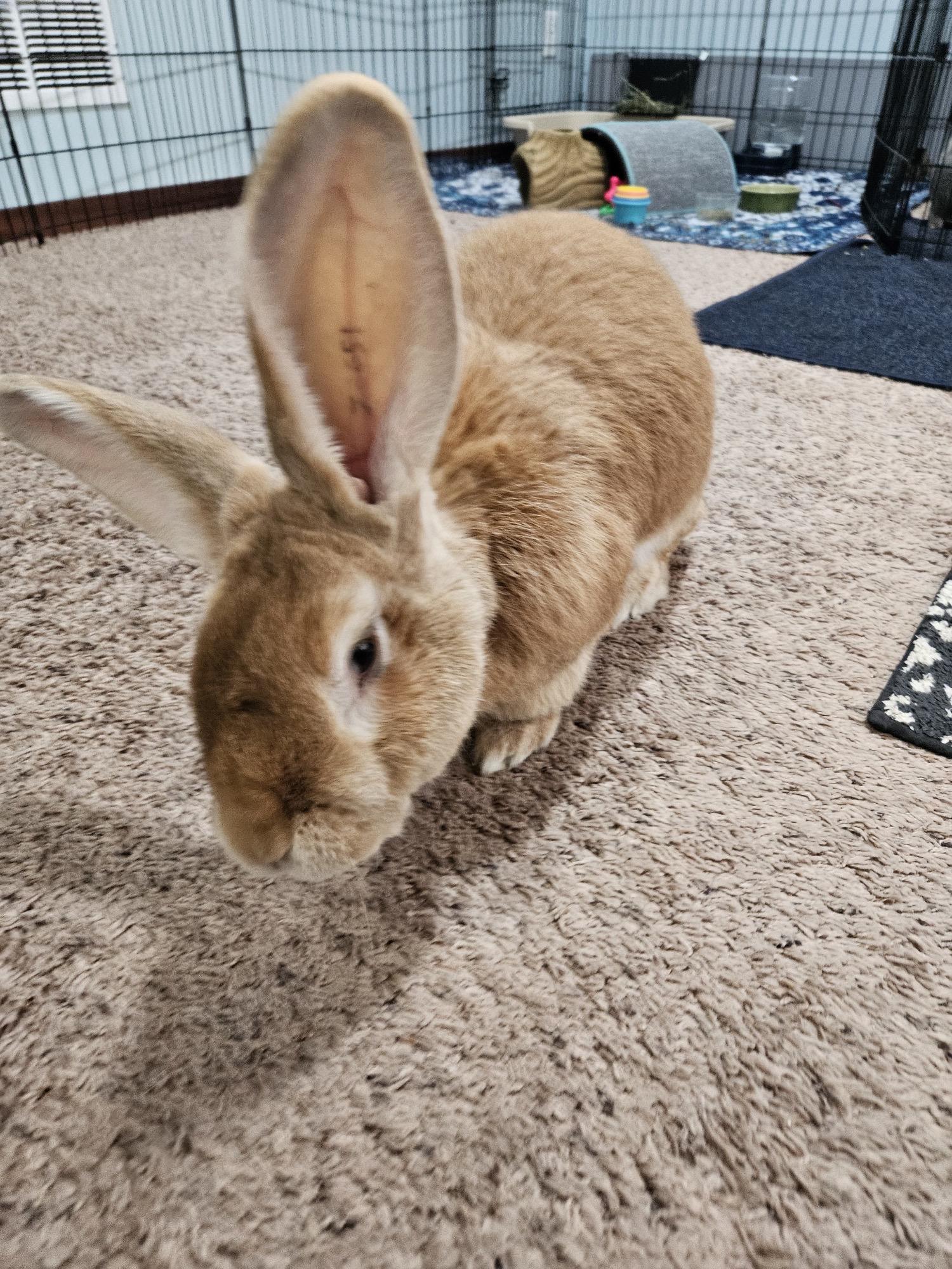 JJ & Willa, a Adoptable Flemish Giant in Edina, MN image 2/3