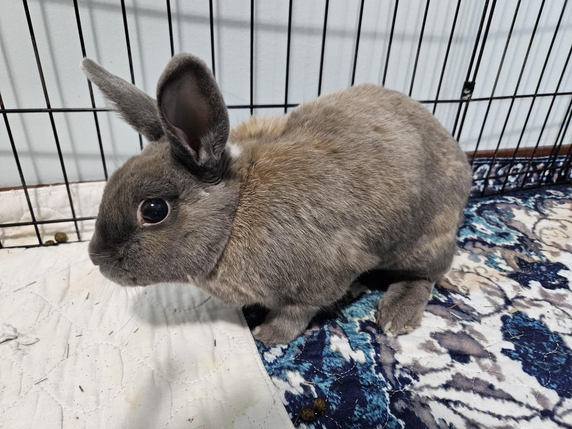 JJ & Willa, a Adoptable Flemish Giant in Edina, MN image 3/3