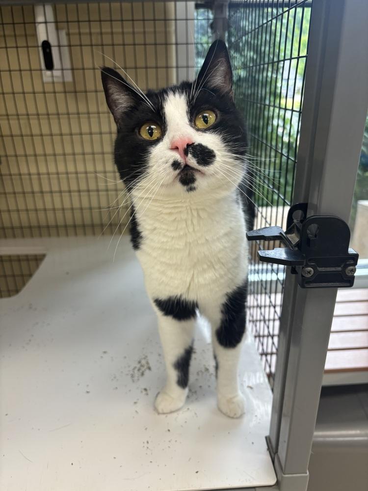 Mickey, Adoptable, Adult Male Domestic Short Hair.