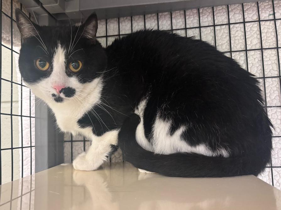 Mickey, a Adoptable Domestic Short Hair in Kalamazoo, MI image 2/4
