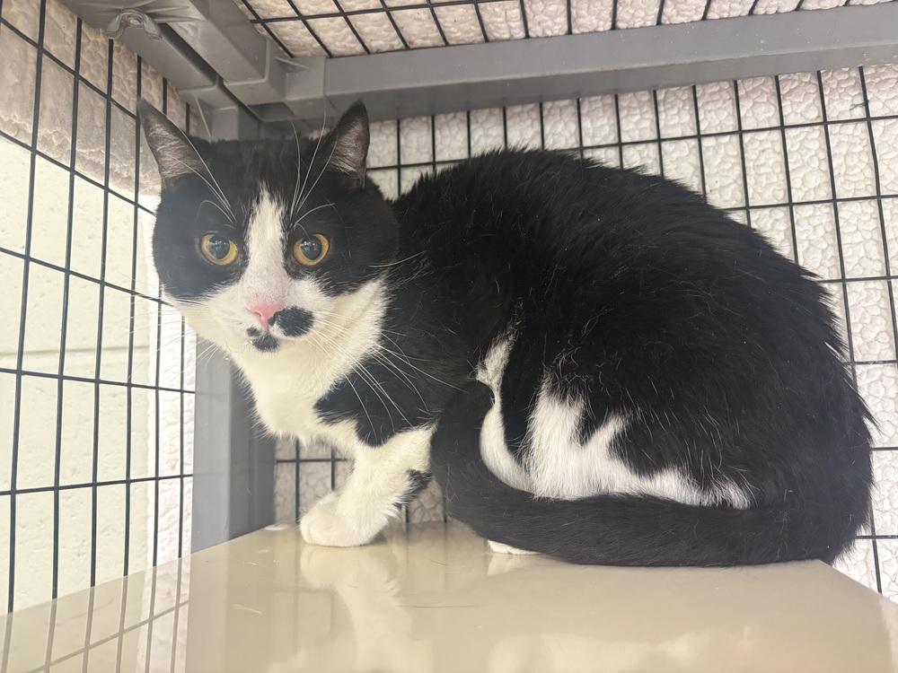 Mickey, a Adoptable Domestic Short Hair in Kalamazoo, MI image 3/4