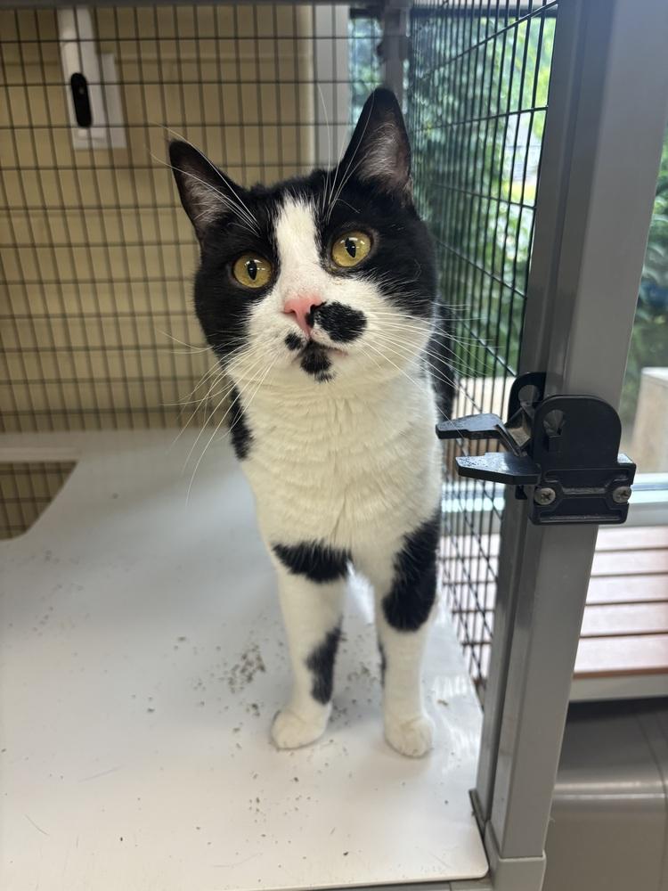 Mickey, a Adoptable Domestic Short Hair in Kalamazoo, MI image 4/4