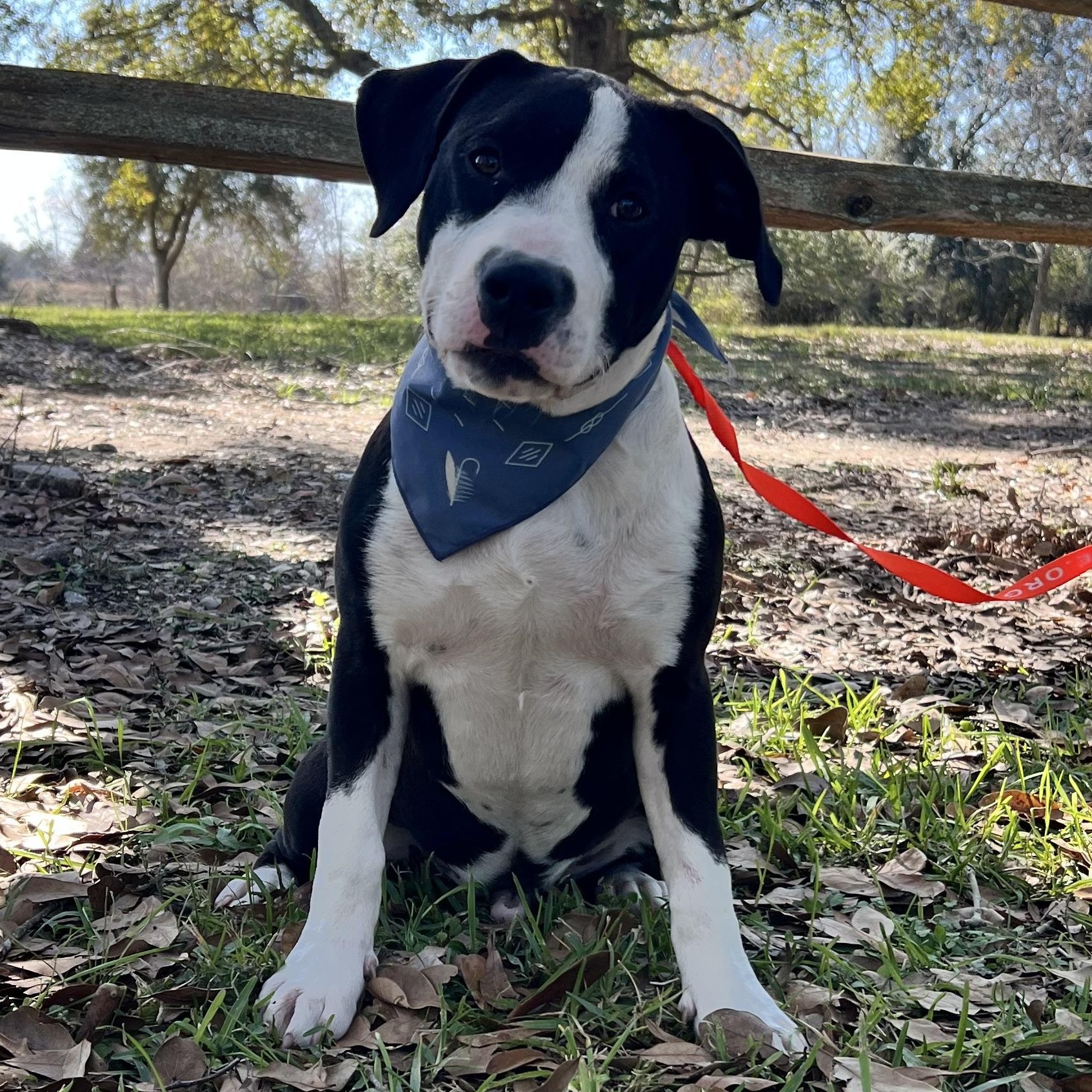 Enlarge Bentley, a Adoptable mixed breed in Lake Charles, LA image 1/3