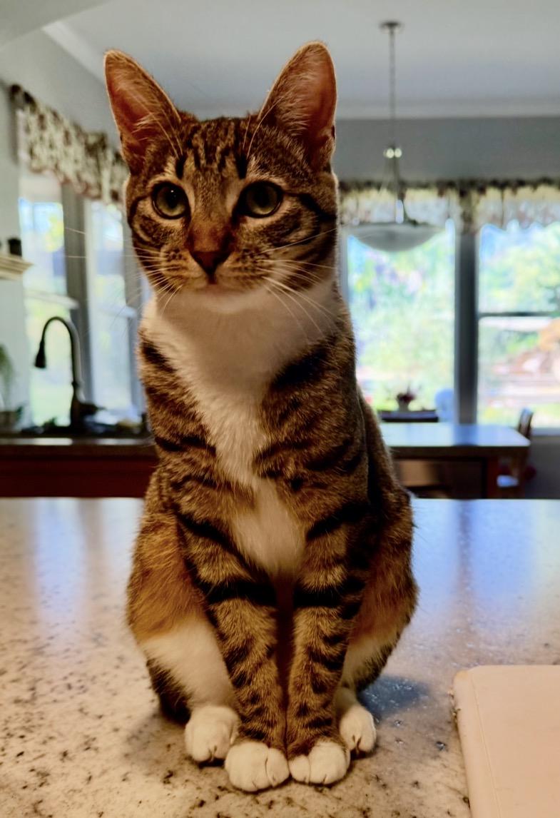 Flop- with Tintin, ADOPTABLE, Adult Female Domestic Short Hair.