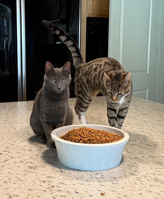 Enlarge Flop- with Tintin, a ADOPTABLE Domestic Short Hair in Camarillo, CA image 2/2