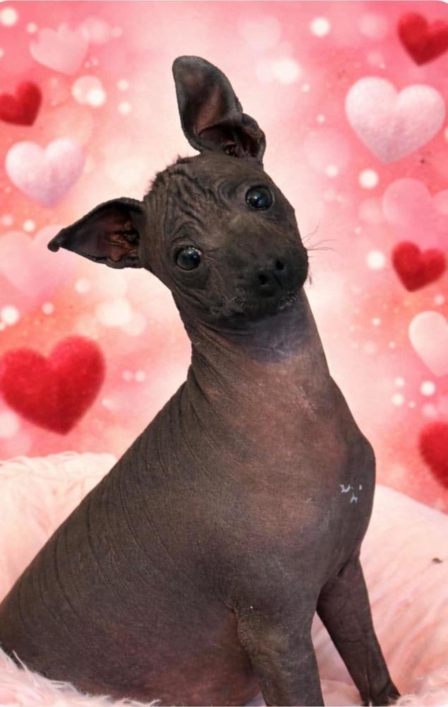 Enlarge Tona, a Adoptable Xoloitzcuintli / Mexican Hairless in Winter Garden, FL image 1/1