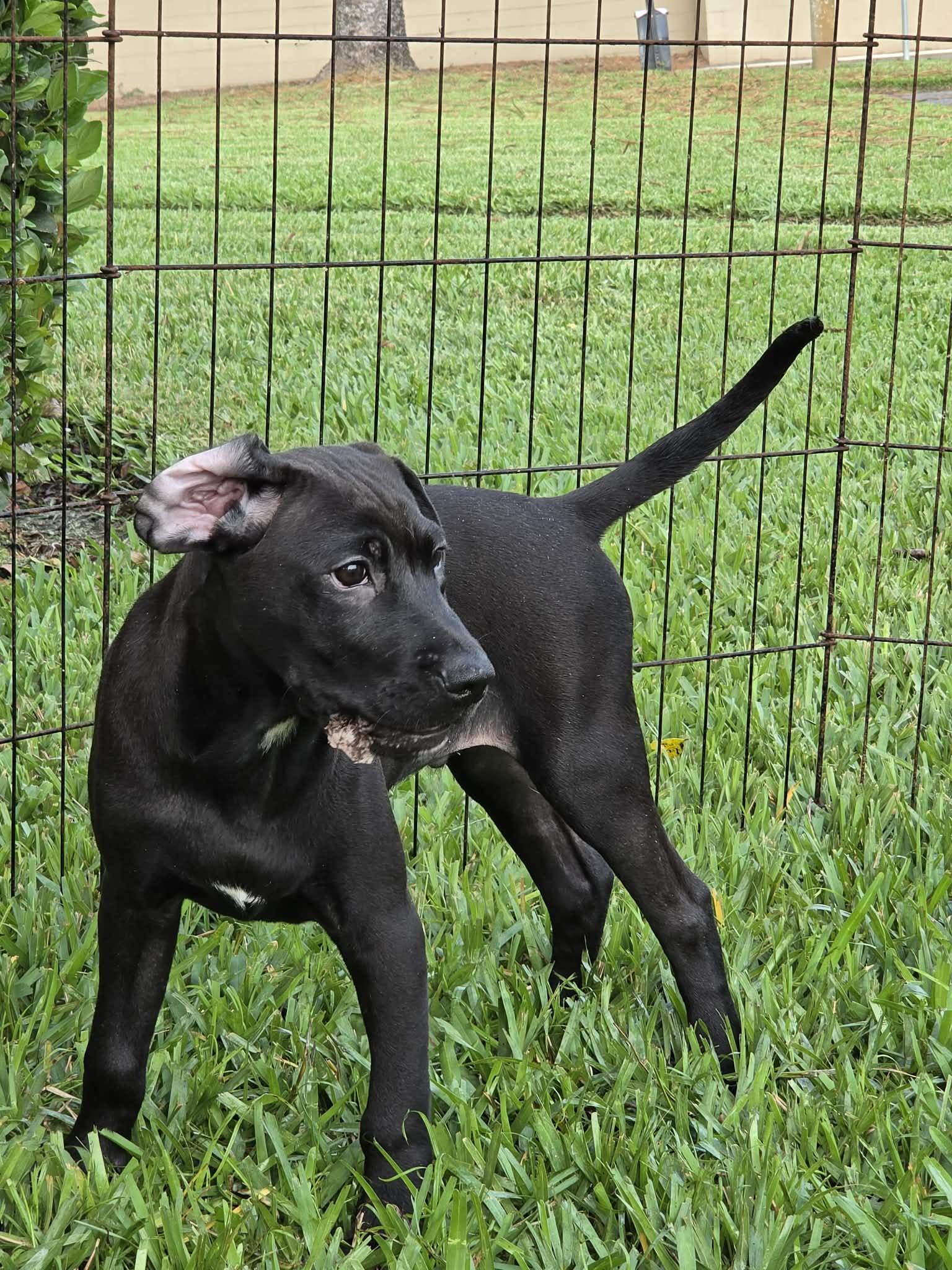 Frankie, Adoptable, Puppy Male Labrador Retriever.