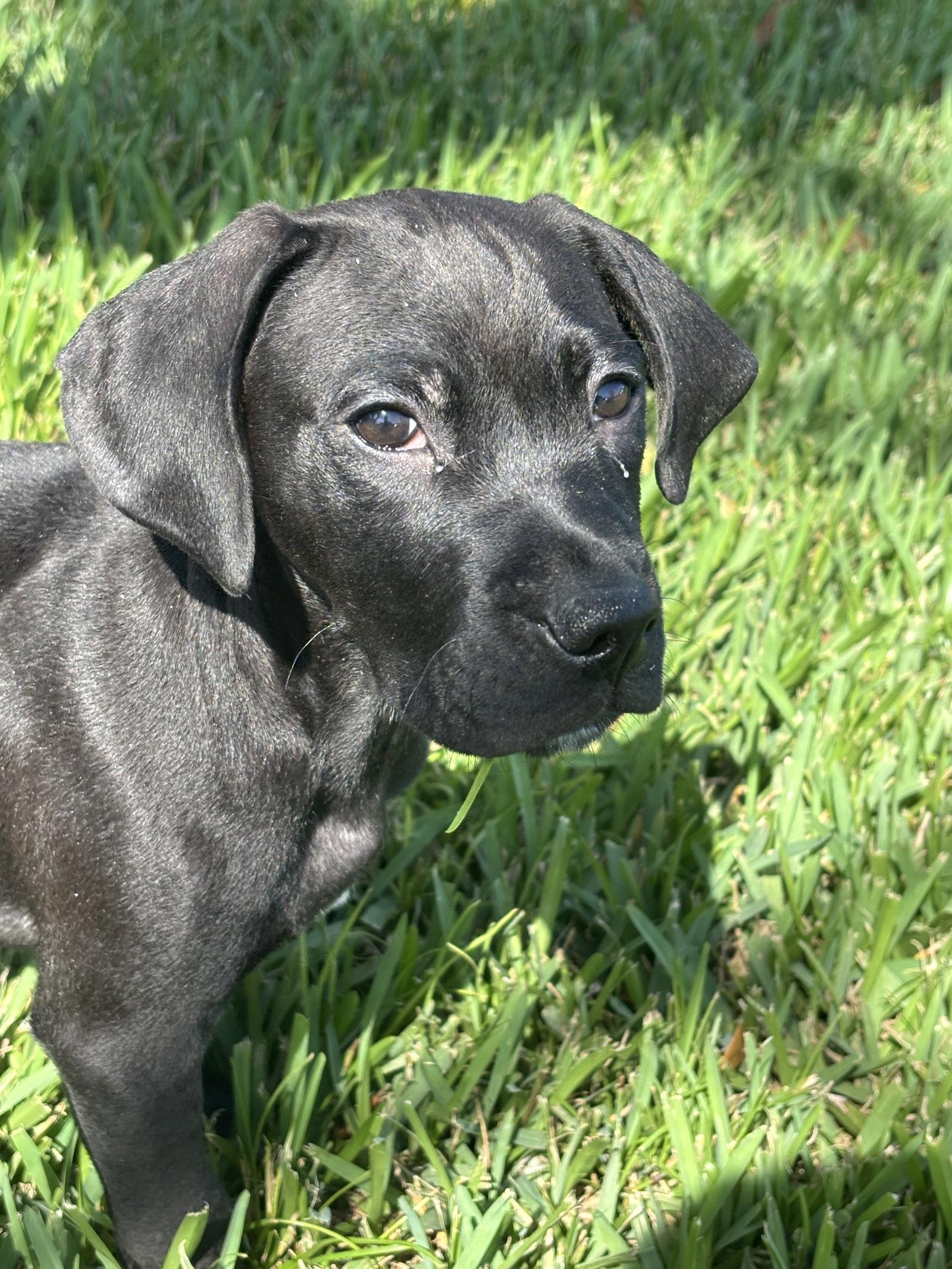Frankie, Adoptable, Puppy Male Beagle.