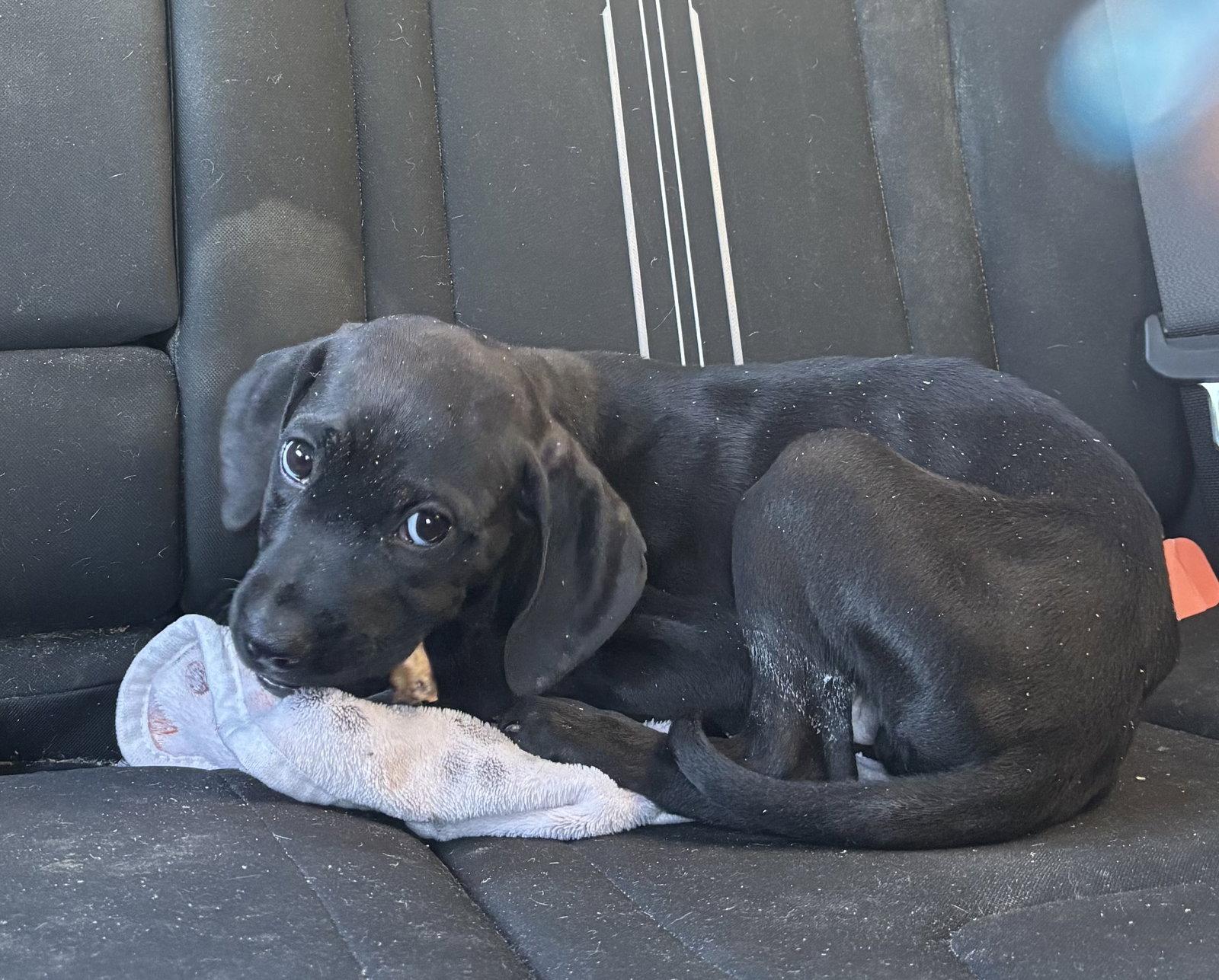 Enlarge Frankie, a Adoptable Beagle in Sanford, FL image 2/2
