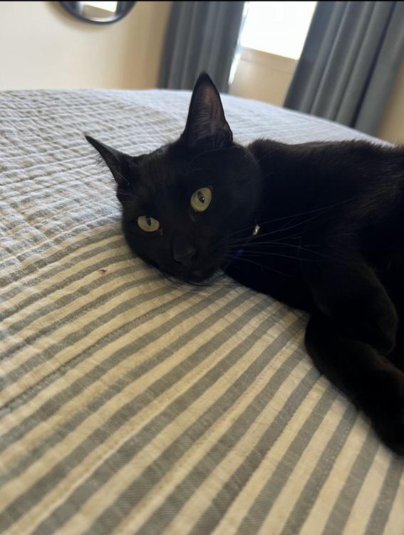 Enlarge Watari, a ADOPTABLE mixed breed in Richardson, TX image 3/3