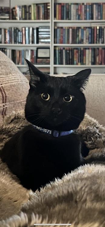 Enlarge Watari, a ADOPTABLE mixed breed in Richardson, TX image 2/3