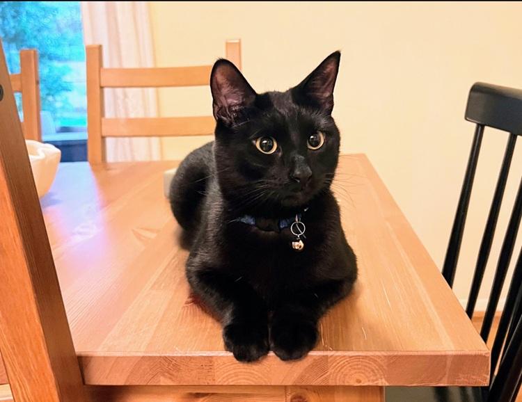 Watari, ADOPTABLE, Young Male American Shorthair.