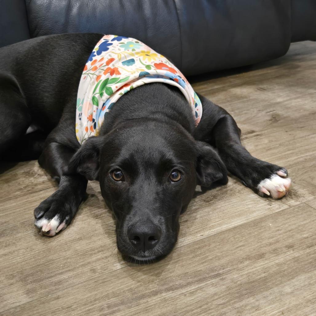 Sprite, Adoptable, Young Female Black Labrador Retriever.