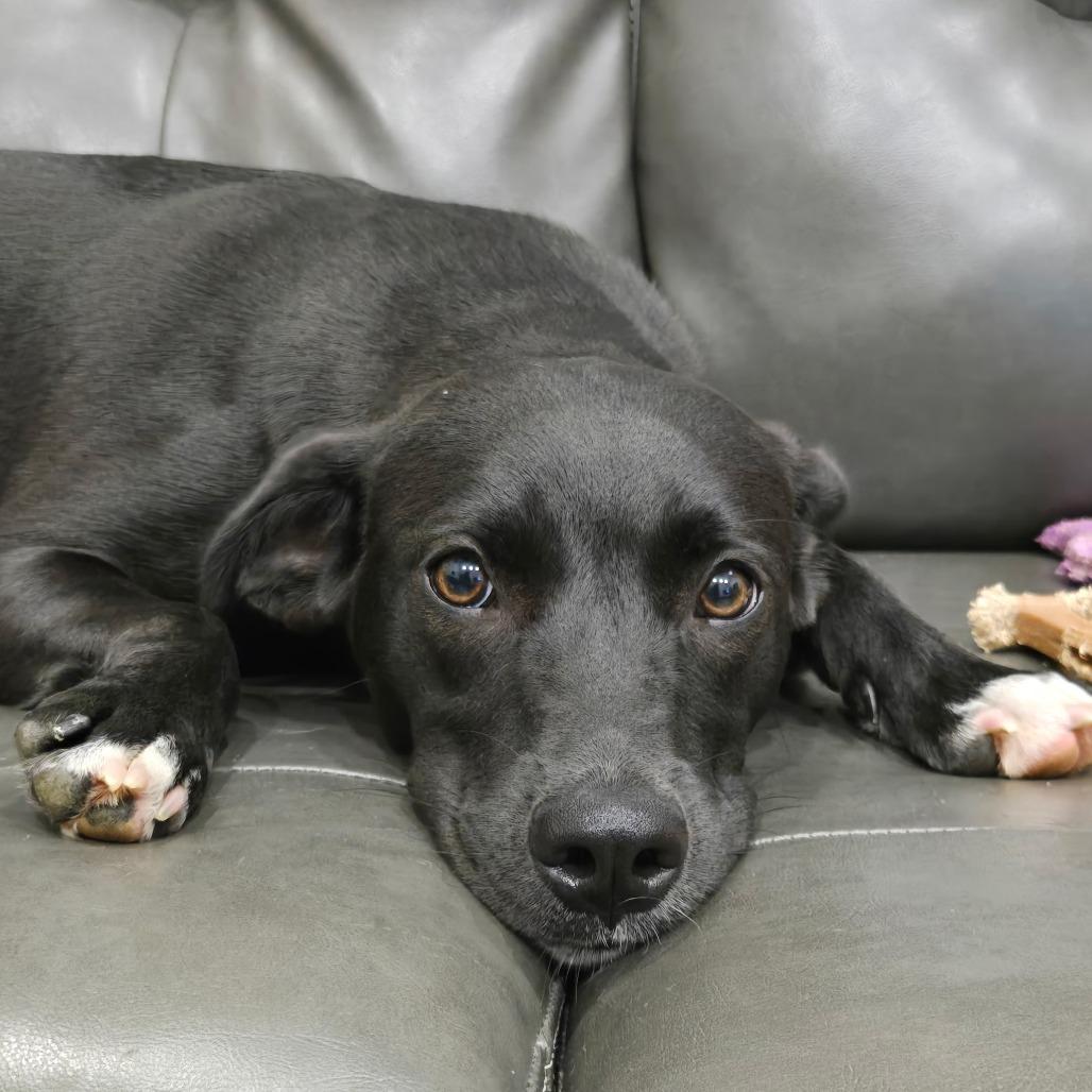 Enlarge Sprite, a Adoptable Black Labrador Retriever in Newborn, GA image 3/5