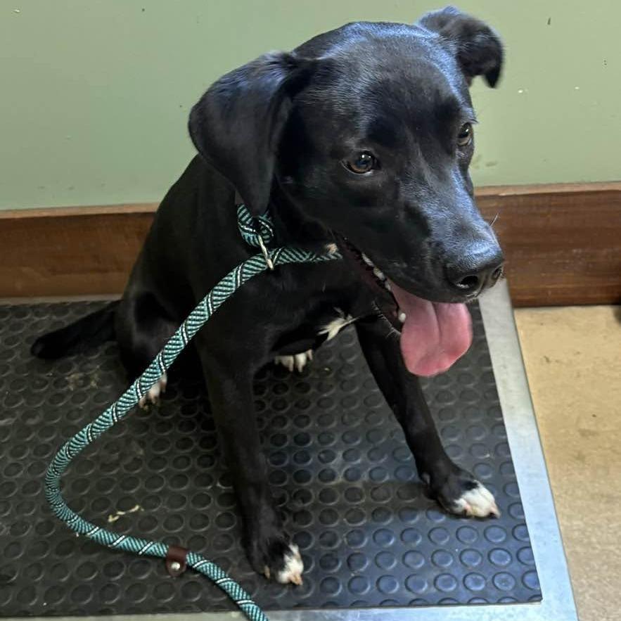 Enlarge Sprite, a Adoptable Black Labrador Retriever in Newborn, GA image 4/5