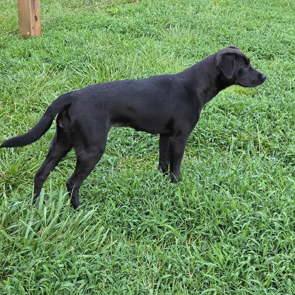 Enlarge Sprite, a Adoptable Black Labrador Retriever in Newborn, GA image 5/5