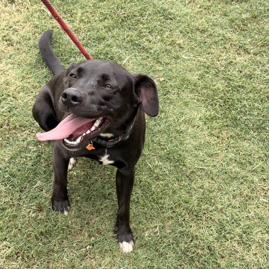 Enlarge Sprite, a Adoptable Black Labrador Retriever in Newborn, GA image 2/5