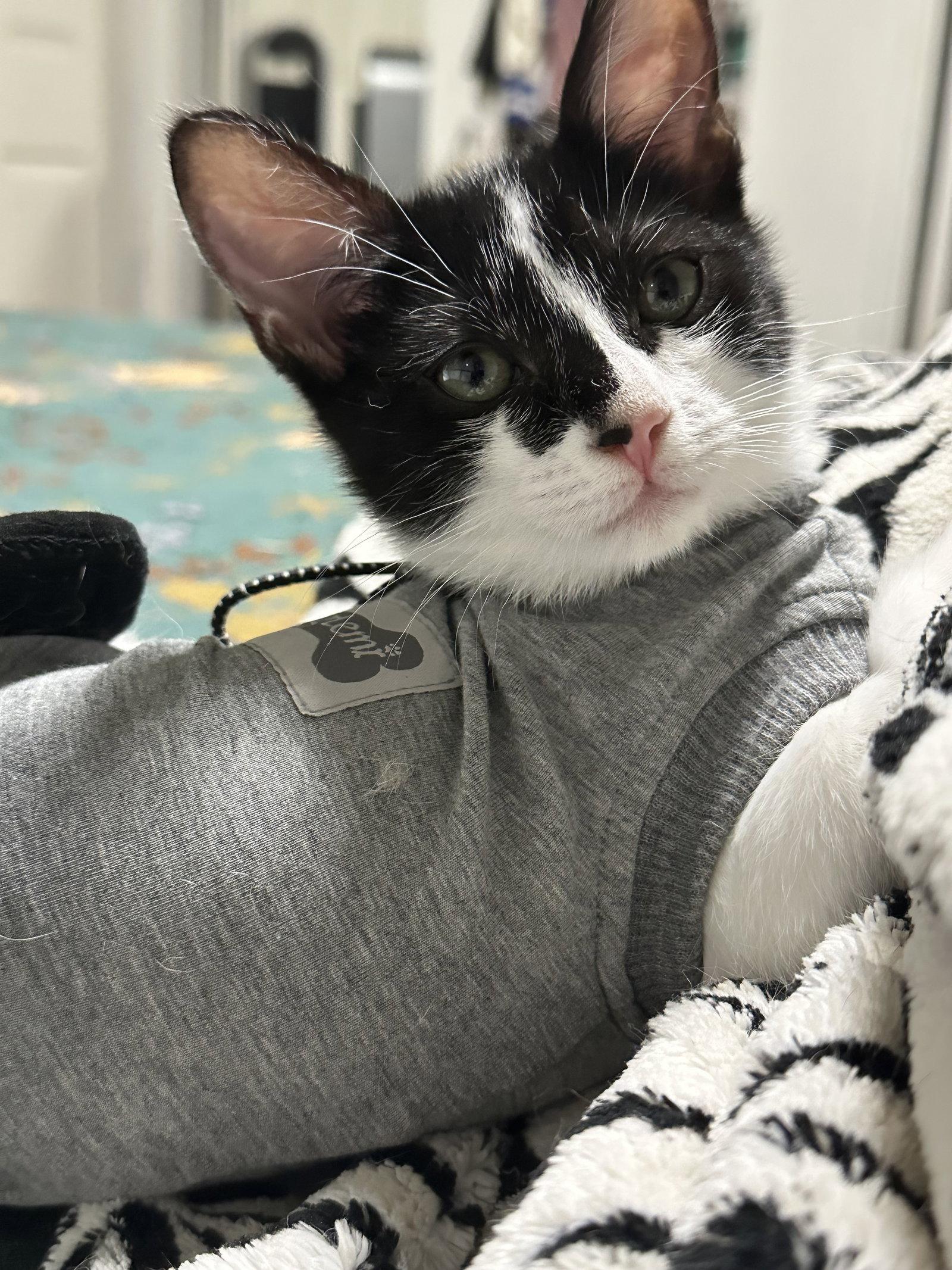 Enlarge Pioneer, a Adopted Domestic Short Hair in Seal Beach, CA image 1/3
