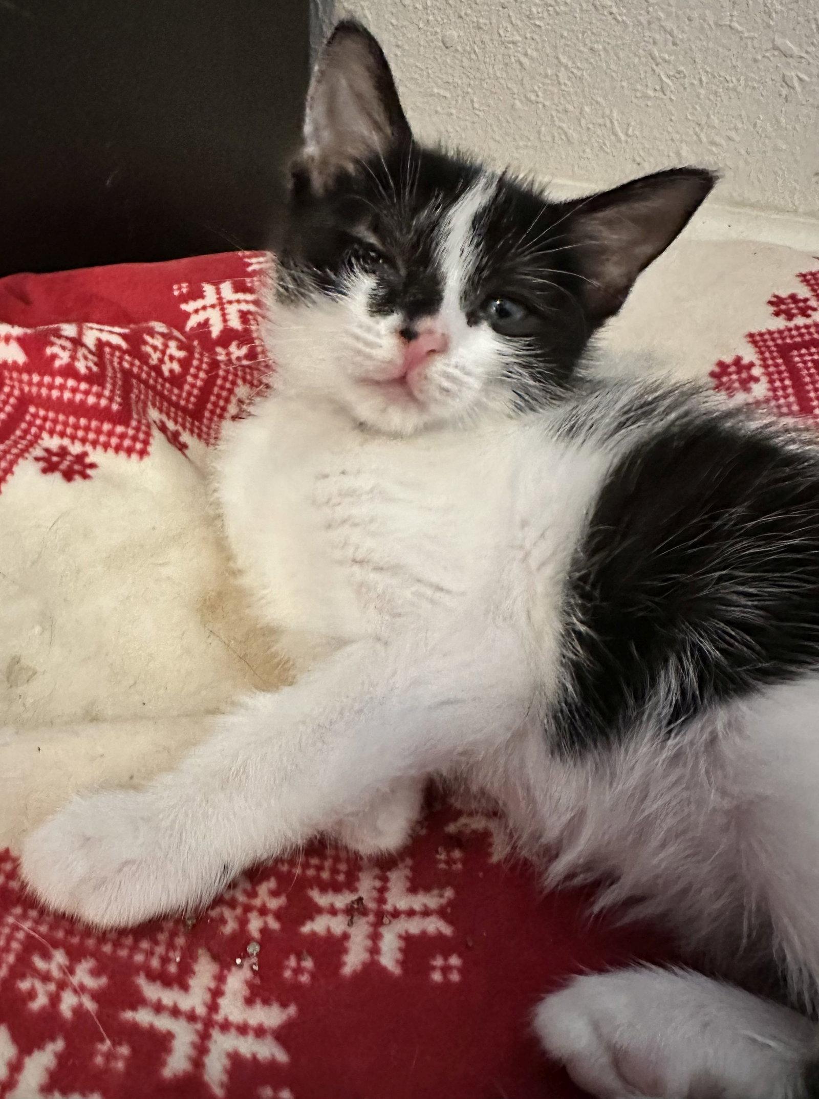 Enlarge Pioneer, a Adopted Domestic Short Hair in Seal Beach, CA image 2/3
