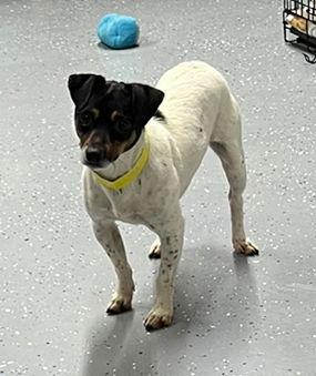 Autumn (AKA Autumnwood) *