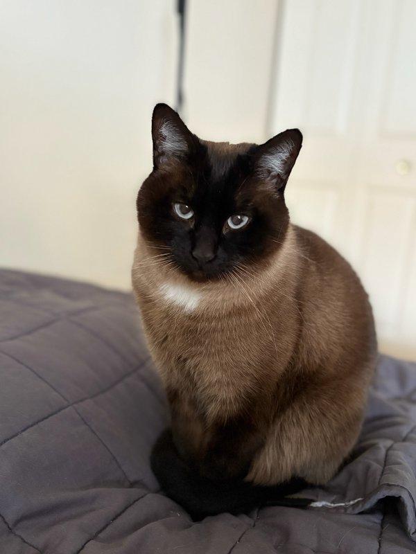 Meow Meow, Adoptable, Senior Female Domestic Short Hair.