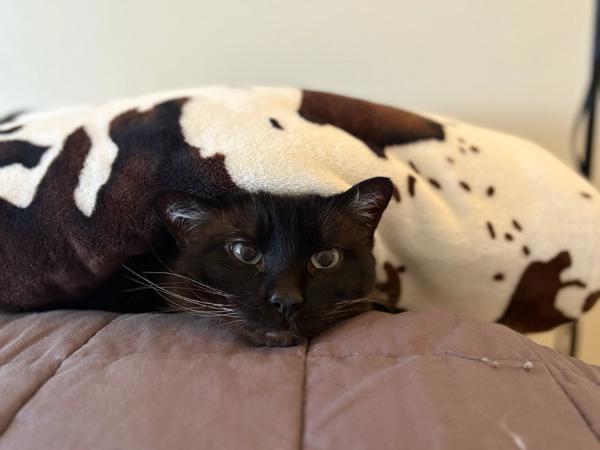 Enlarge Meow Meow, a Adoptable mixed breed in Pocatello, ID image 3/3